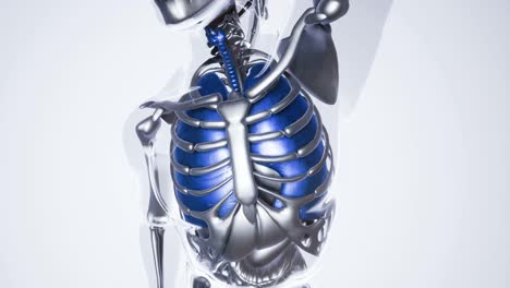 Human-Lungs-Model-with-all-Organs-and-Bones